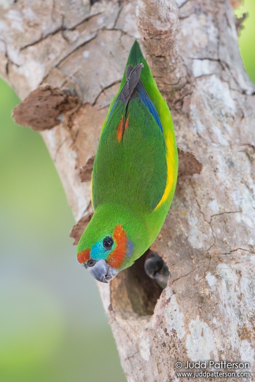 Double-eyed Fig-Parrot, Queensland, Australia